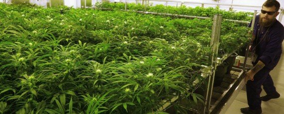 Marijuana cultivation school