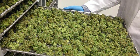 Cannabis distribution permits