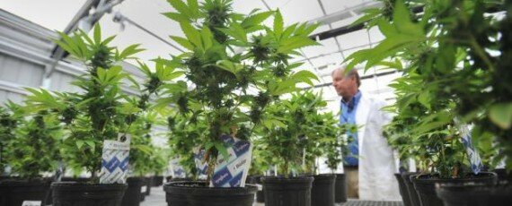 Florida marijuana workshops