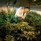 Marijuana cultivation