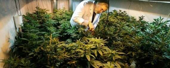 Marijuana cultivation