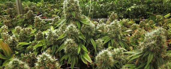 Marijuana business permits