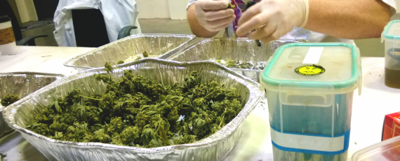 California cannabis academy