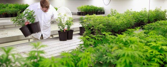 Weed business education