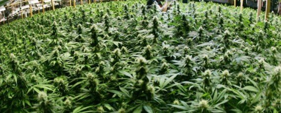 California pot institute