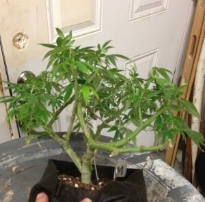 California medical marijuana applications