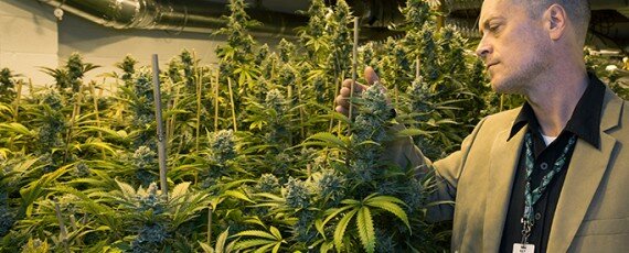 Marijuana cultivation business applications