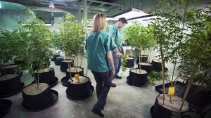 Marijuana cultivation business applications