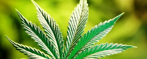 California 420 academy